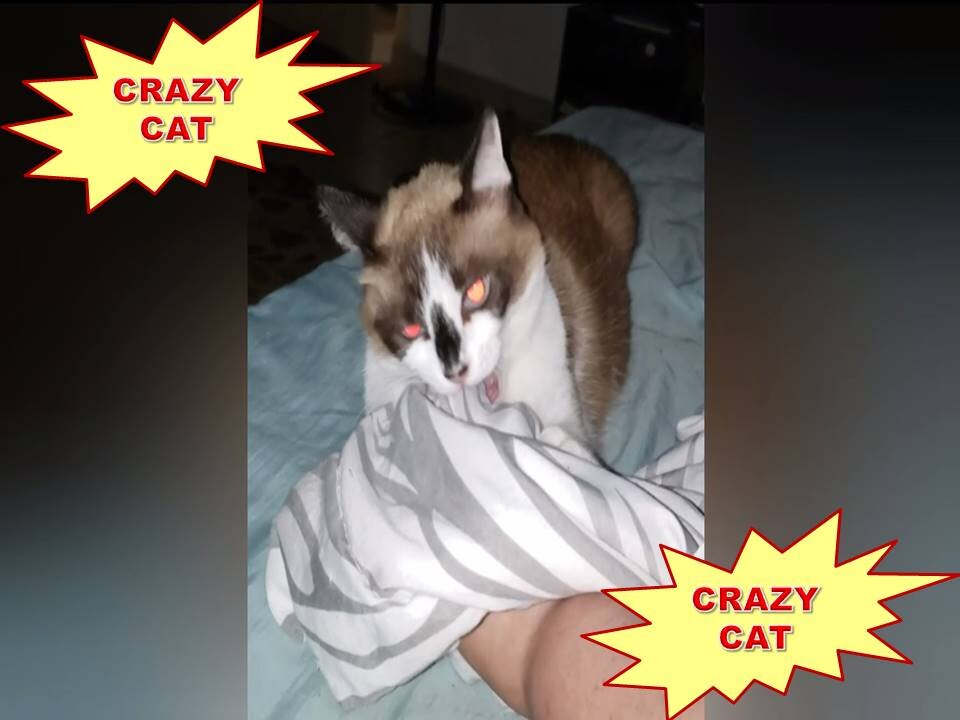 crazy cat plays with blanket