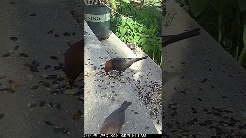 A Male And Female Cowbird! 🐦