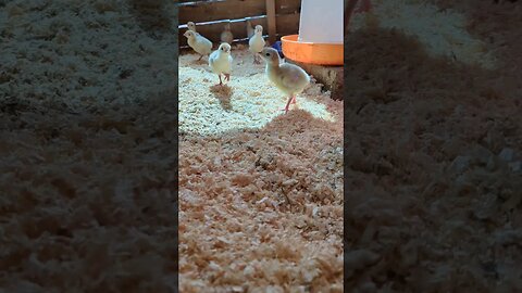 #turkeys #farm #shorts