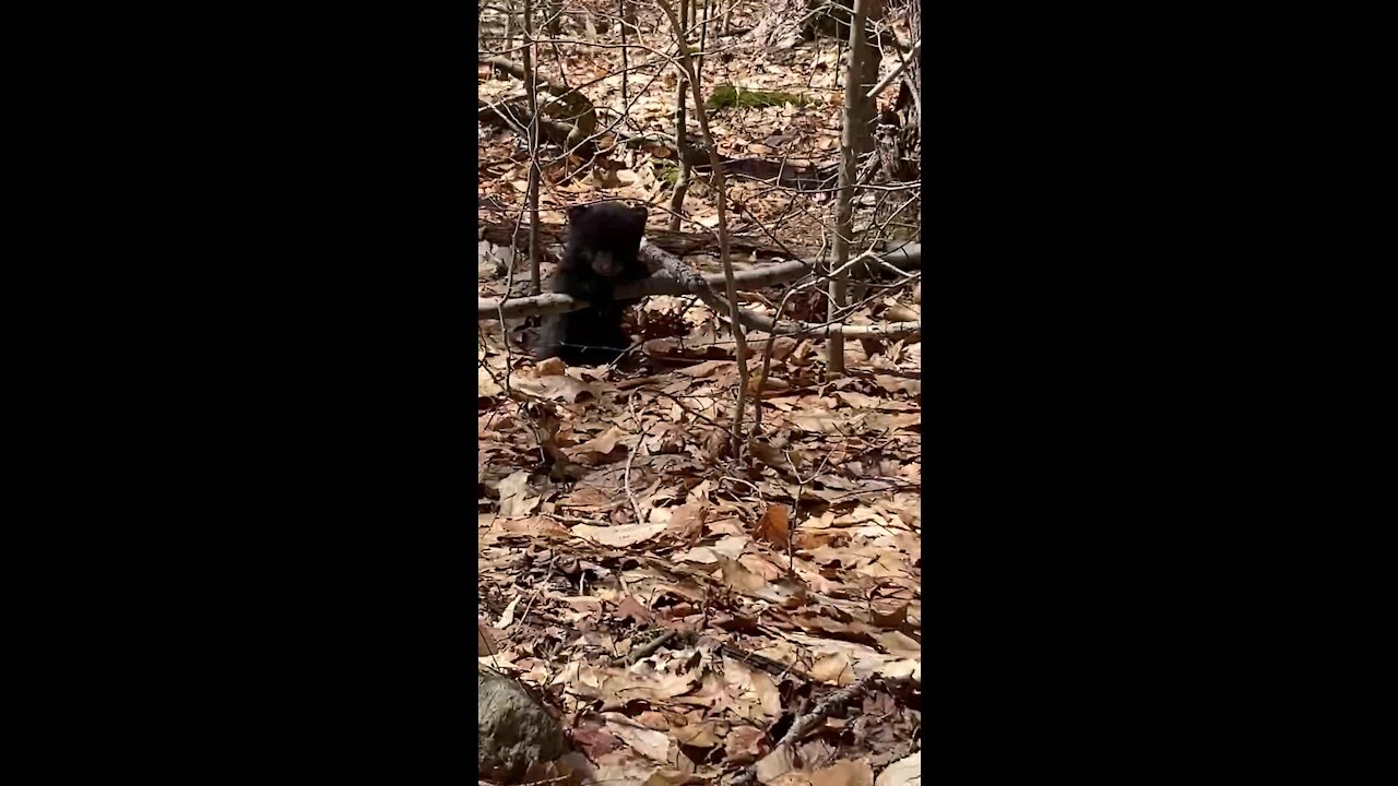 Lone bear cub discovered on Appalachian Trail in Massachusetts