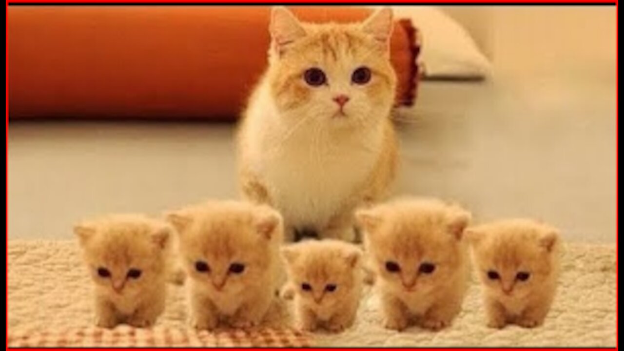 Top Funny Cat Videos Of The Weekly