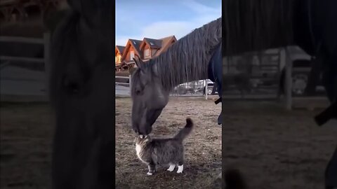Best friends.. 😊 #shorts #horse #cat