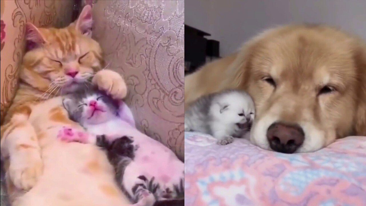 the cutest dog and cat video