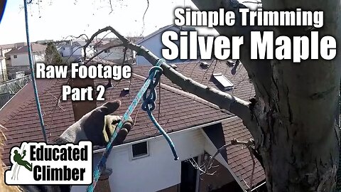 (Raw Footage) Simple Trimming: Silver Maple over 2 yards - Part 2 | Arborist Climbing, Rigging