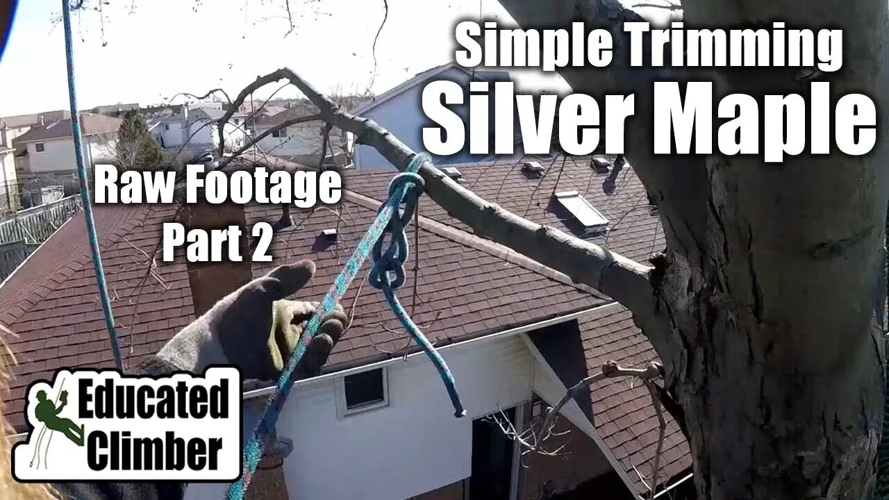 (Raw Footage) Simple Trimming: Silver Maple over 2 yards - Part 2 | Arborist Climbing, Rigging