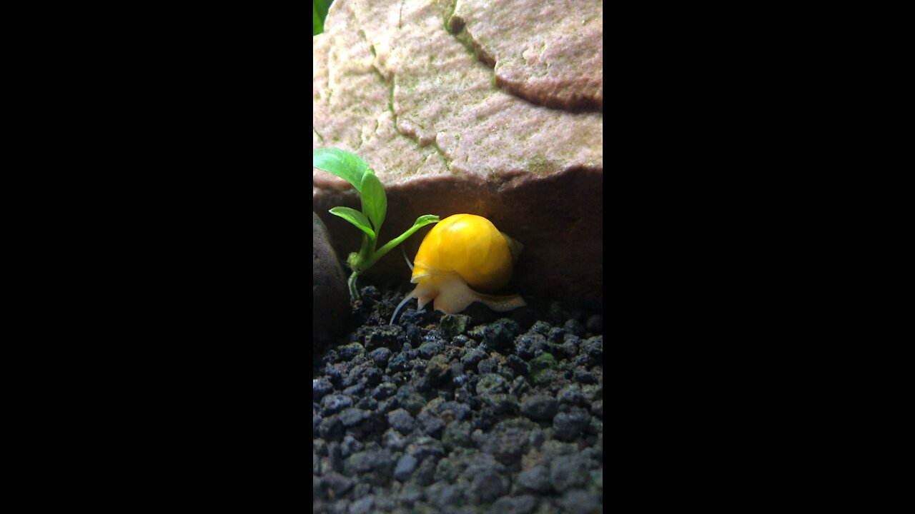 Baxter the snail