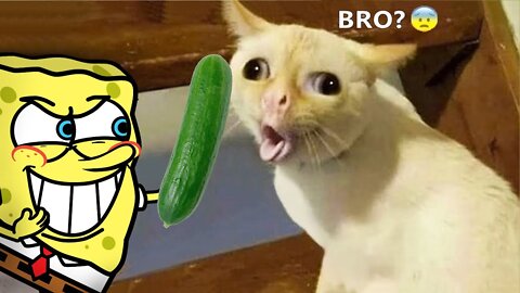 Spongebob Troll Cat | Funny Animal Video | Try Not to Laugh | Woa Doodles