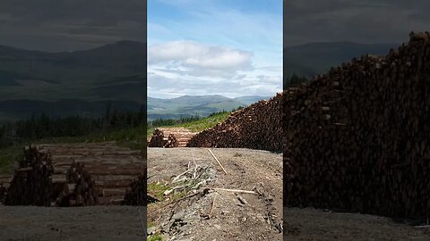 Harvested timber logs Killiechonate forest Scotland #shorts #relaxingmusic #nature