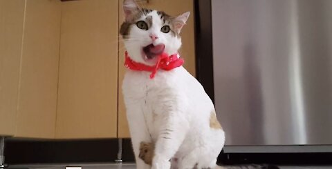 White Cute Funny Cat