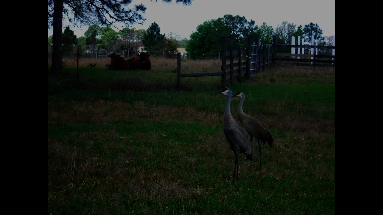 Hump Day at Venus Ranch