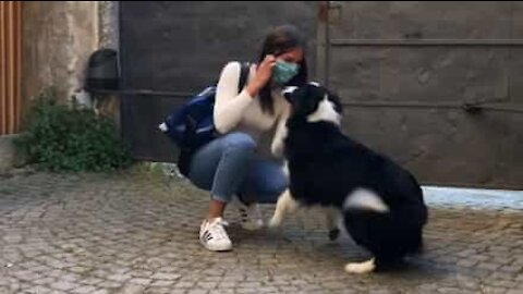 Cadela perde a cabeça ao ver namorada do dono 50 dias depois!