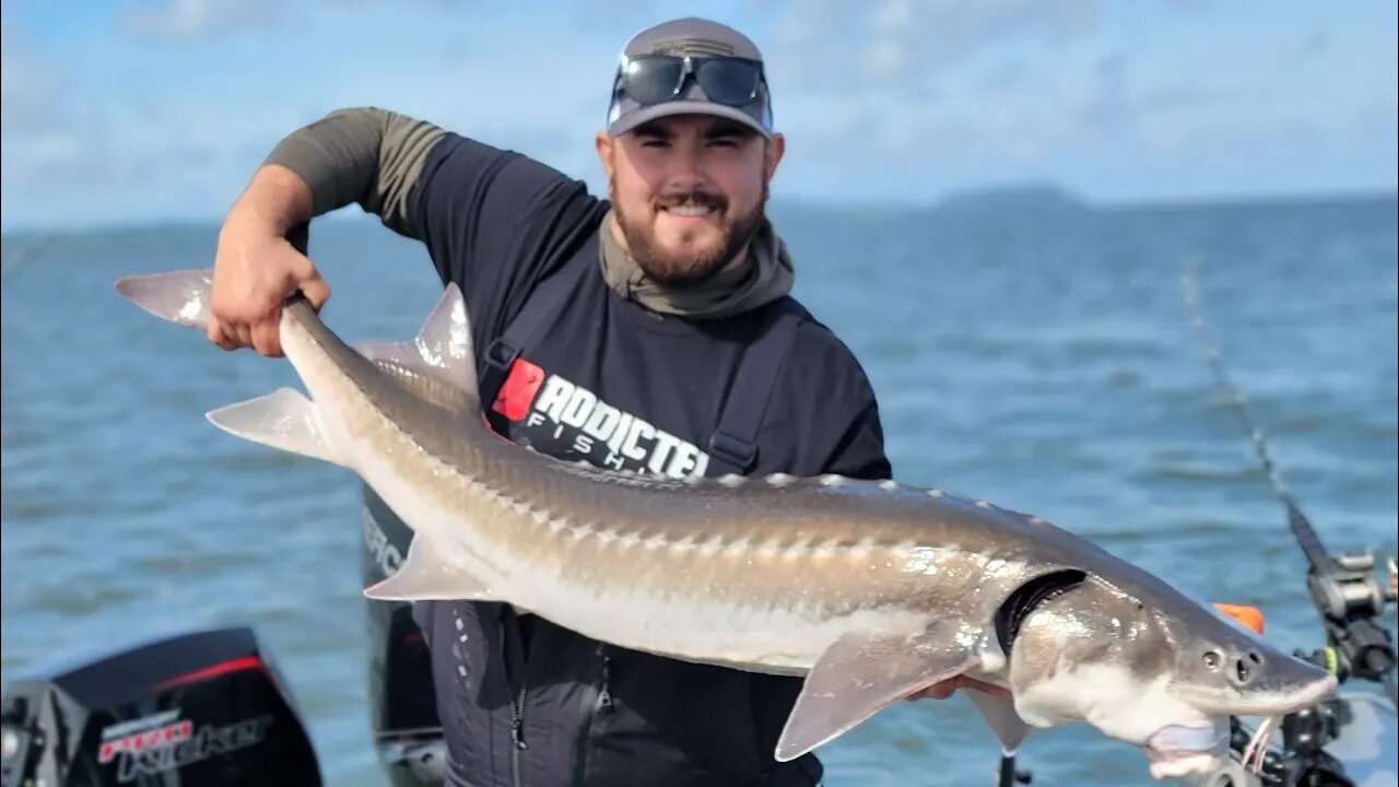 Fillet & Cook Sturgeon LIVE! (Air Fryer Recipe)