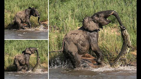 Amazing Elephant save baby Elephant From crocodile Hunting/Animals hunting fail