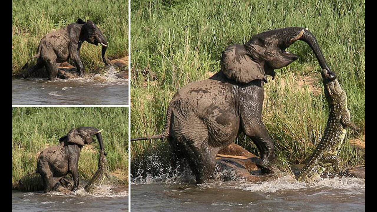 Amazing Elephant save baby Elephant From crocodile Hunting/Animals hunting fail