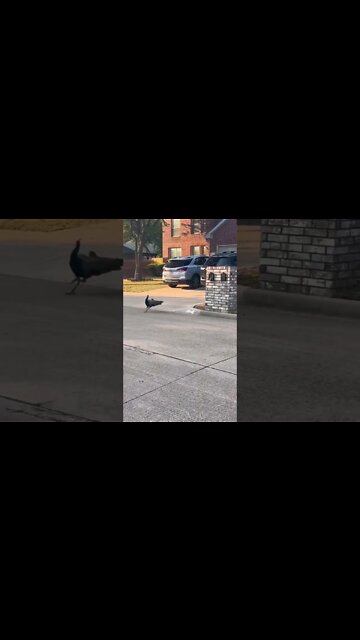 Dog Chasing Peacock In The Neighborhood 🤣