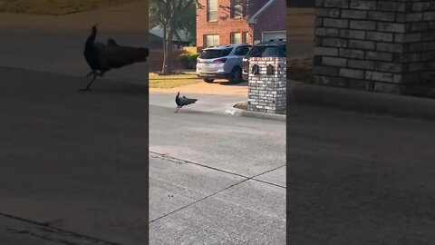 Dog Chasing Peacock In The Neighborhood 🤣