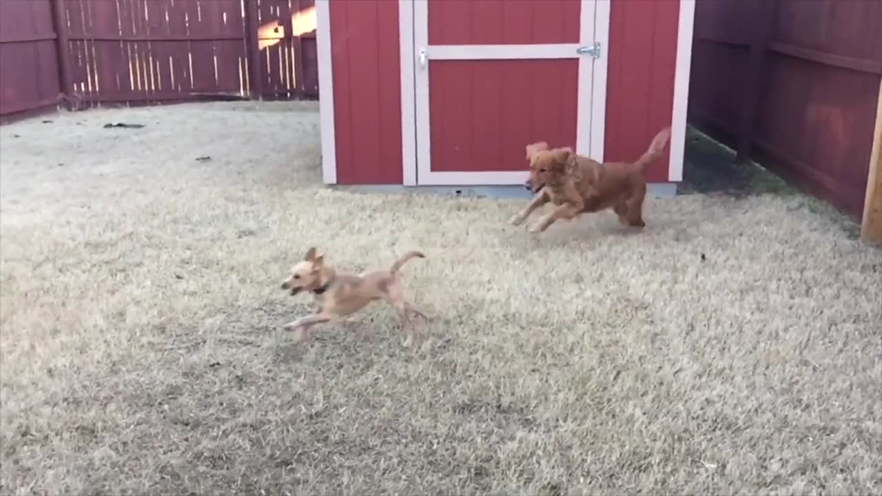 Two Dogs Love Playing!