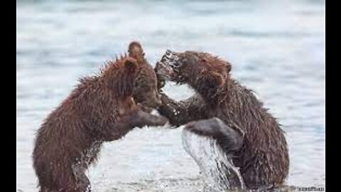 Mama bear watches as two bear cubs wrestle on