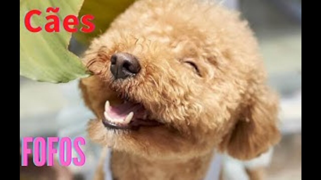 cute dogs best moments