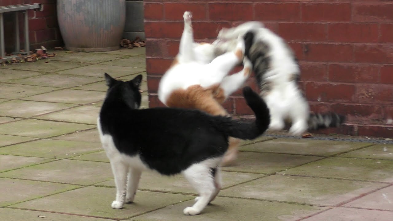 Cat Fight