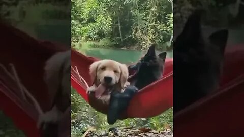 Pals