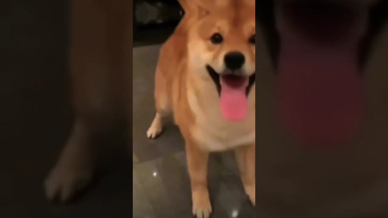 OMG this dog can talk must watch know!!!!🥹 #doggo #dogmoments #dogislove #shorts #talkingdog #viral