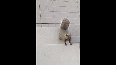 Cute squirrel came to our back door, we stared at each other