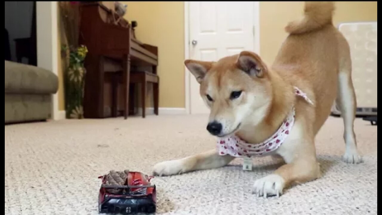 Haru the Shiba Inu vs. R.C Car!