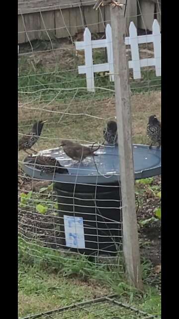 SPLISH SPLASH birdies taking a bath