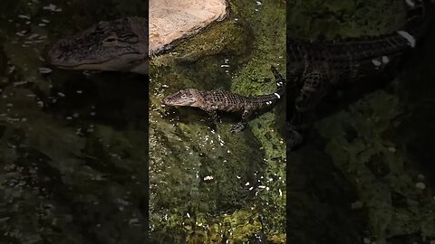 Always cool to see these guys. #shorts #alligator #gator #wildlife #nature