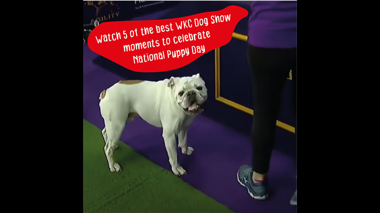 Watch 5 of the best WKC Dog Show moments to celebrate National Puppy Day | FOX SPORTS