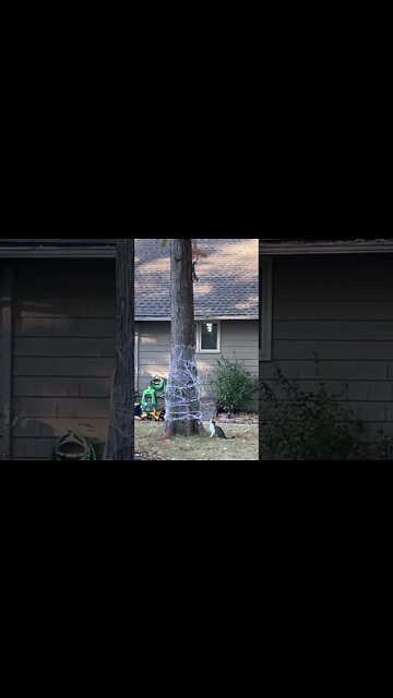 Squirrel Teases Cat After Getting Chased Up A Tree