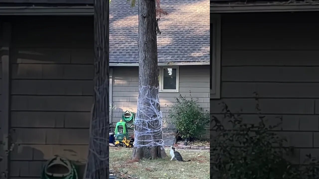 Squirrel Teases Cat After Getting Chased Up A Tree