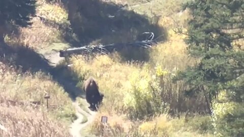 Bison walking down a trail in Yellowstone National Park