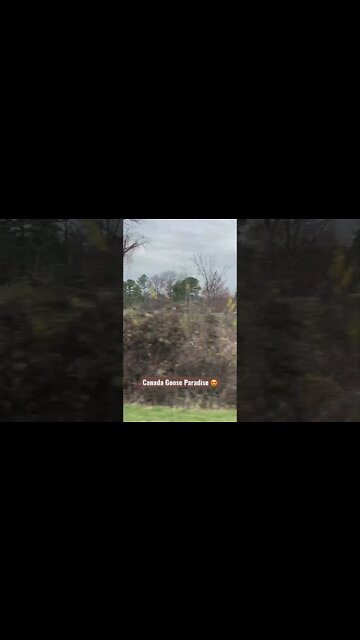 Canada Goose Paradise 😍 #shorts