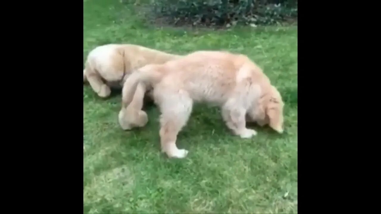 Funny and Cute Golden Retriever Puppy Moments Compilation