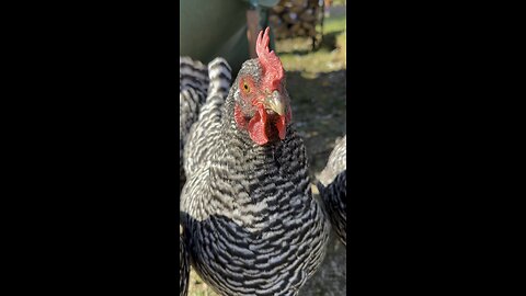 Chickens don’t want talk, just food