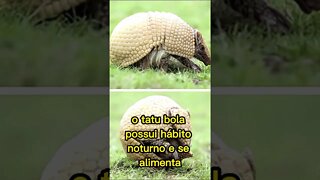 👍 CONHEÇA O TATU BOLA