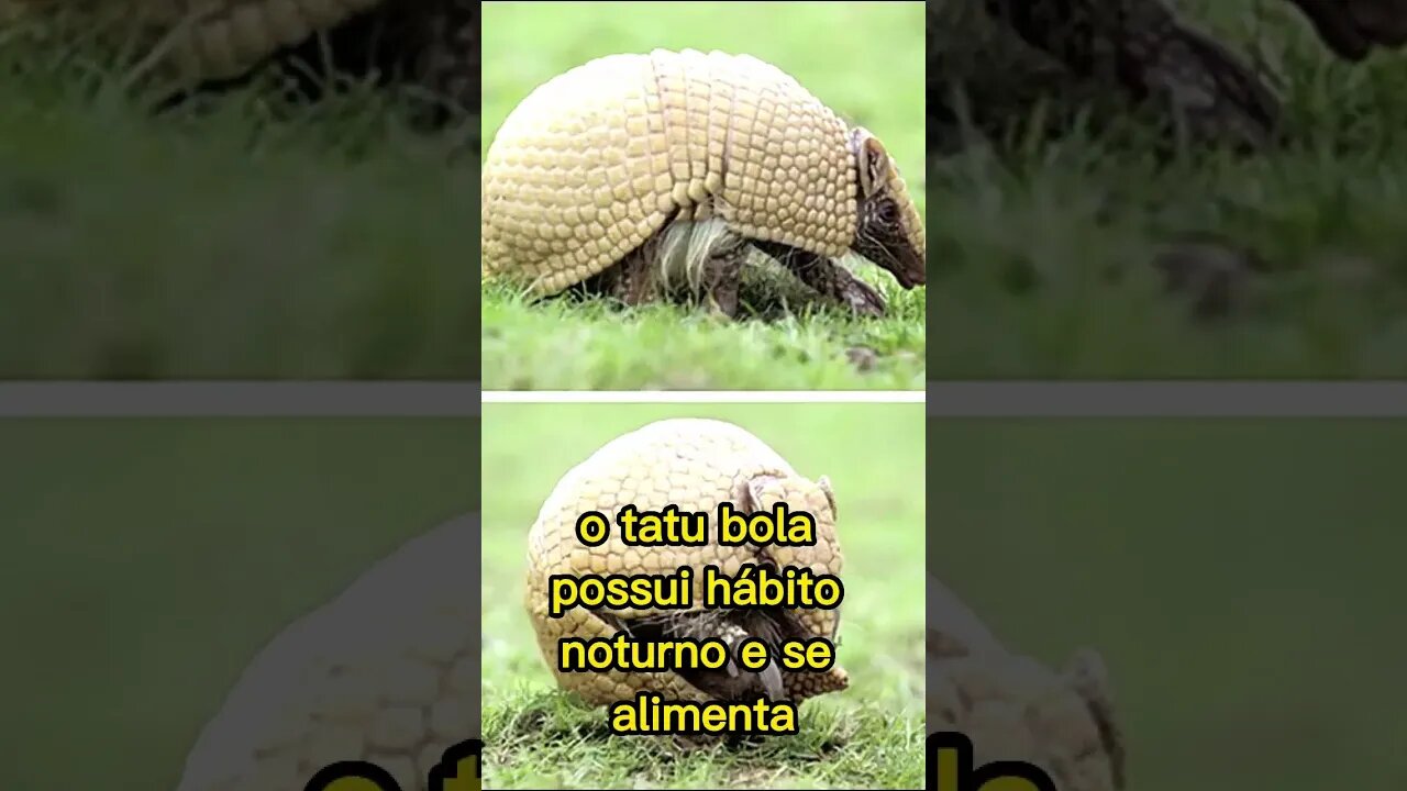 👍 CONHEÇA O TATU BOLA