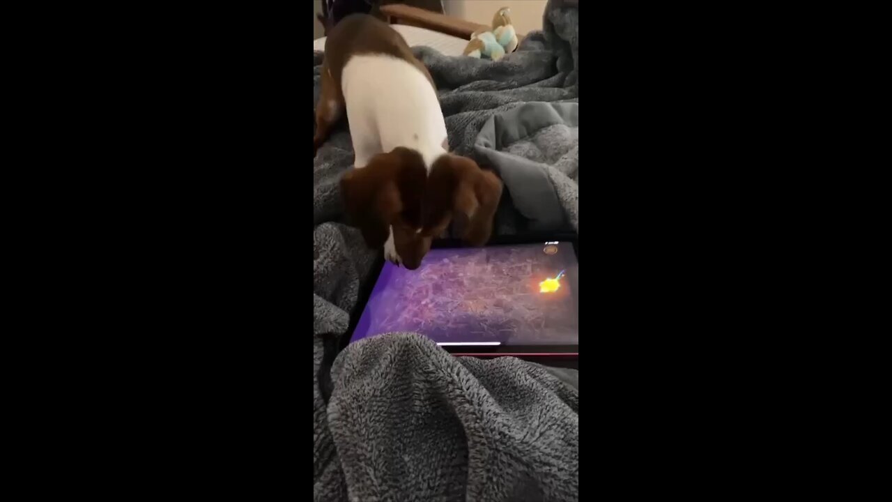 Cute Dog with tablet | 10M view on youtube