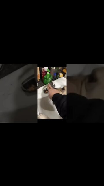 Smart Dogs - Cutestdogs #smartdog #cutedogs #dog #funny