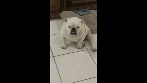 Happy bulldog falling asleep sitting up