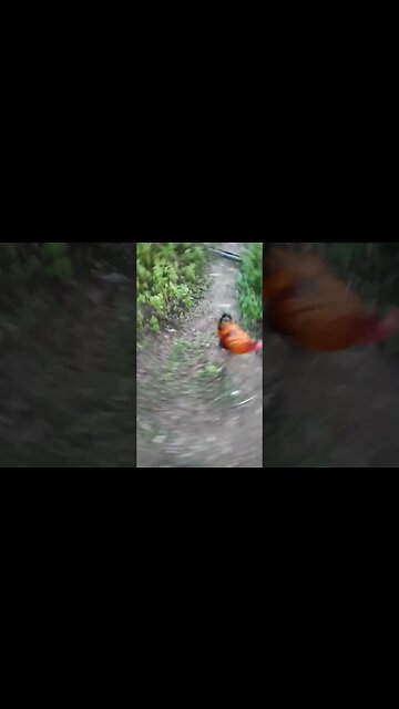 Rusty Roo came running to tell me to opening his night pen so him and his girls can go to bed