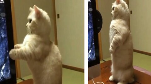 Cute dog watching tv