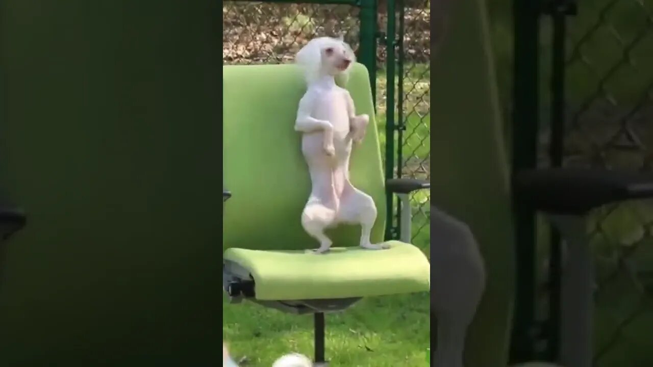 When the Dog Has Better Moves Than You 😆