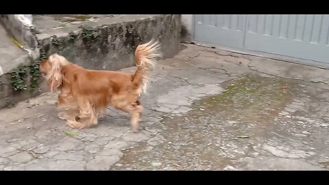 #dogshow , #animals , #dogs (1)