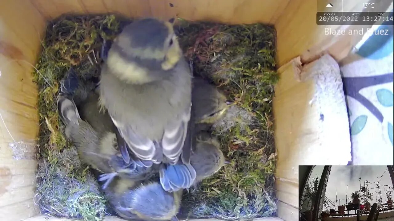 Zealous Alpha Blue Tit Chick Rushes Mother for Food, Has to Push It Back w/ Foot