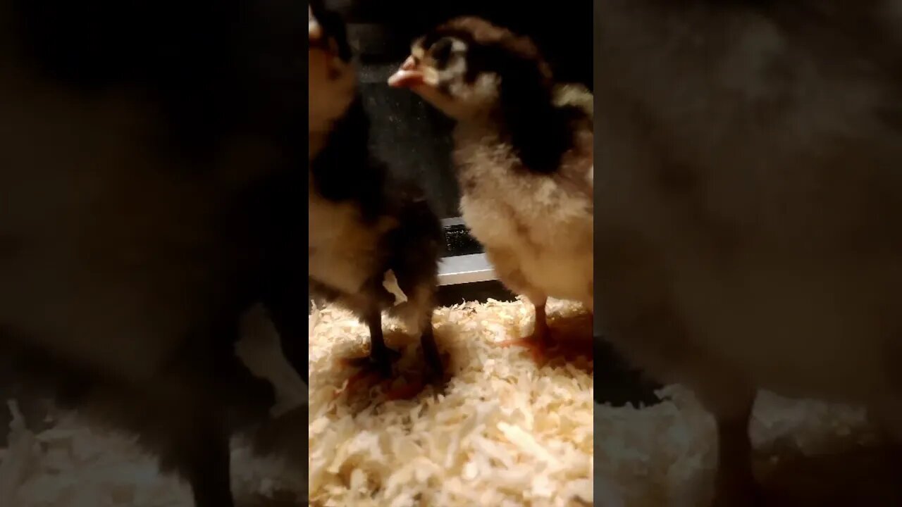 Chick Cam