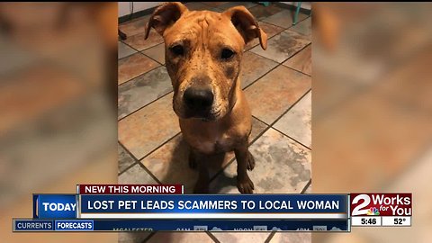 Scammers try to get money from woman looking for lost dog
