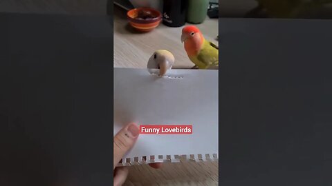 You Won't Believe What These Lovebirds Can Do! 🦜🦜 Funniest Moments Ever!
